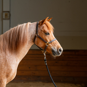 Ponies for a Purpose